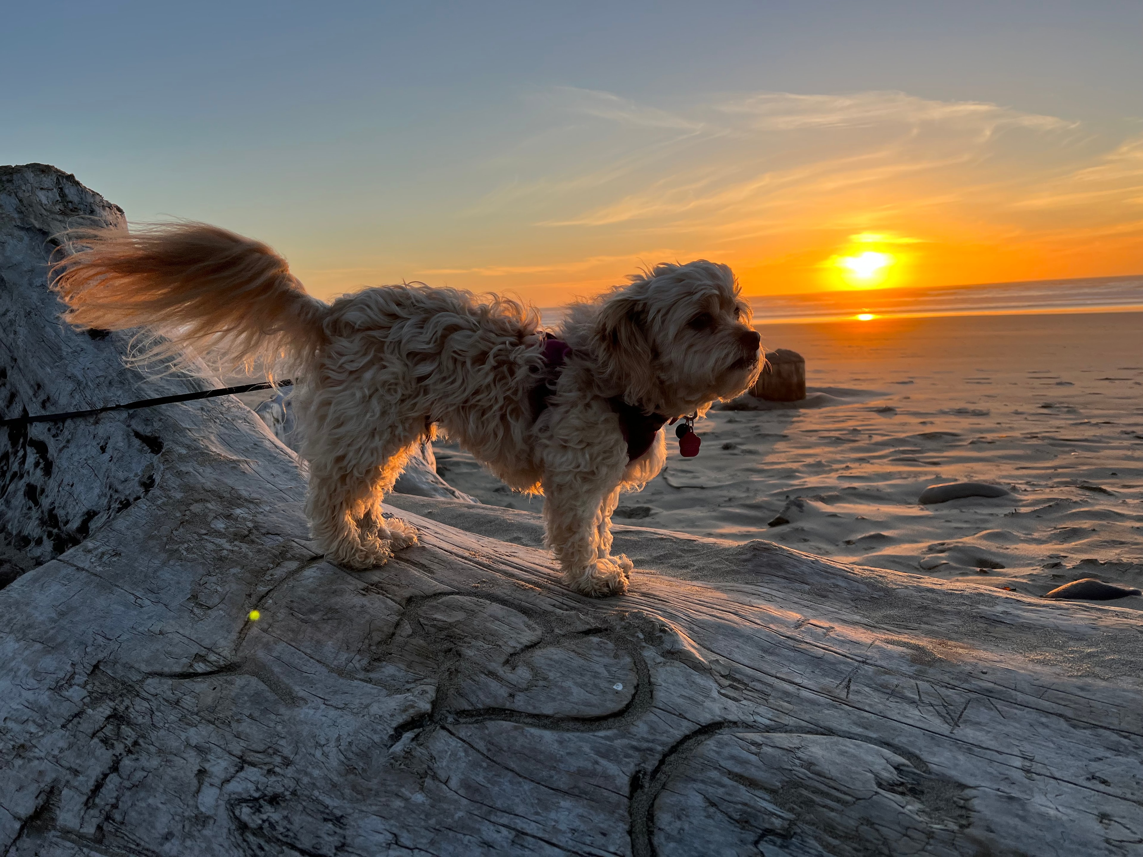 Dogs welcome (extra fee)